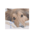 シェルティ・ポン太①（個別スタンプ：1）