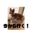 シェルティ・ポン太①（個別スタンプ：3）