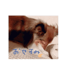シェルティ・ポン太①（個別スタンプ：6）
