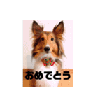 シェルティ・ポン太①（個別スタンプ：10）