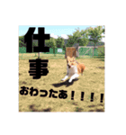 シェルティ・ポン太①（個別スタンプ：15）