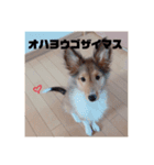 シェルティ・ポン太①（個別スタンプ：16）