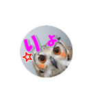 Owl @ Sticker2（個別スタンプ：1）
