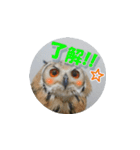 Owl @ Sticker2（個別スタンプ：2）
