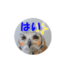 Owl @ Sticker2（個別スタンプ：3）