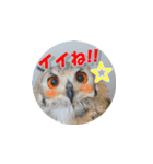 Owl @ Sticker2（個別スタンプ：4）