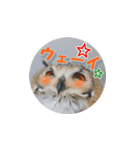 Owl @ Sticker2（個別スタンプ：5）