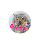 Owl @ Sticker2（個別スタンプ：6）