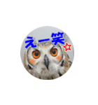 Owl @ Sticker2（個別スタンプ：8）