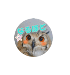 Owl @ Sticker2（個別スタンプ：9）