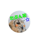 Owl @ Sticker2（個別スタンプ：11）