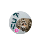 Owl @ Sticker2（個別スタンプ：13）
