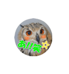 Owl @ Sticker2（個別スタンプ：14）