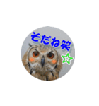 Owl @ Sticker2（個別スタンプ：15）
