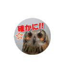 Owl @ Sticker2（個別スタンプ：16）