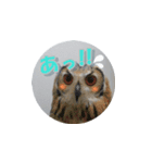 Owl @ Sticker2（個別スタンプ：18）