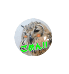 Owl @ Sticker2（個別スタンプ：19）