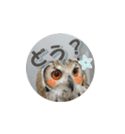 Owl @ Sticker2（個別スタンプ：20）