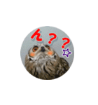 Owl @ Sticker2（個別スタンプ：21）