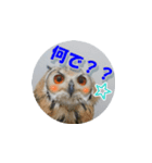 Owl @ Sticker2（個別スタンプ：22）