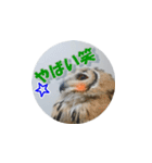 Owl @ Sticker2（個別スタンプ：23）