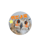 Owl @ Sticker2（個別スタンプ：24）