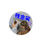 Owl @ Sticker2（個別スタンプ：25）