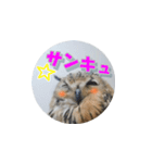 Owl @ Sticker2（個別スタンプ：26）