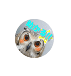 Owl @ Sticker2（個別スタンプ：27）