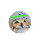 Owl @ Sticker2（個別スタンプ：28）