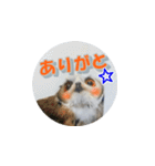 Owl @ Sticker2（個別スタンプ：29）