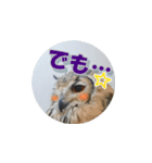 Owl @ Sticker2（個別スタンプ：30）