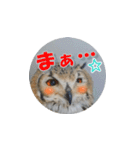 Owl @ Sticker2（個別スタンプ：31）