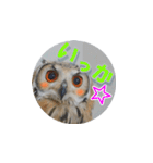 Owl @ Sticker2（個別スタンプ：32）