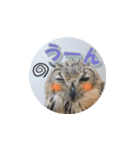 Owl @ Sticker2（個別スタンプ：33）