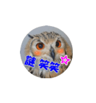 Owl @ Sticker2（個別スタンプ：34）