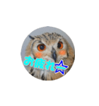 Owl @ Sticker2（個別スタンプ：36）