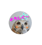 Owl @ Sticker2（個別スタンプ：37）