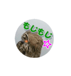 Owl @ Sticker2（個別スタンプ：38）