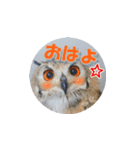Owl @ Sticker2（個別スタンプ：39）