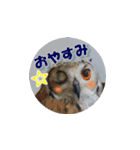 Owl @ Sticker2（個別スタンプ：40）