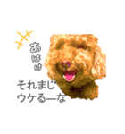 トイプードルのルーナさんスタンプ（個別スタンプ：3）