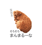 トイプードルのルーナさんスタンプ（個別スタンプ：6）