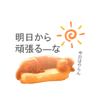 トイプードルのルーナさんスタンプ（個別スタンプ：8）