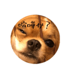 あにょはんはん（個別スタンプ：1）