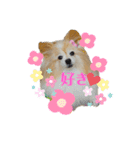 世界一かわいいモカちゃんシリーズ第3段（個別スタンプ：3）