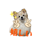 世界一かわいいモカちゃんシリーズ第3段（個別スタンプ：5）