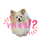 世界一かわいいモカちゃんシリーズ第3段（個別スタンプ：6）