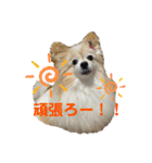 世界一かわいいモカちゃんシリーズ第3段（個別スタンプ：7）