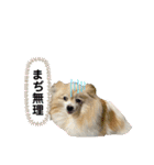 世界一かわいいモカちゃんシリーズ第3段（個別スタンプ：9）